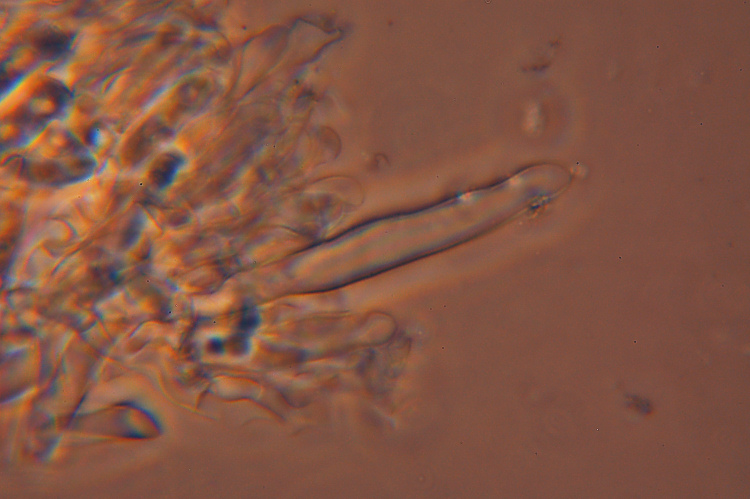 da determinare (Phanerochaete sordida)